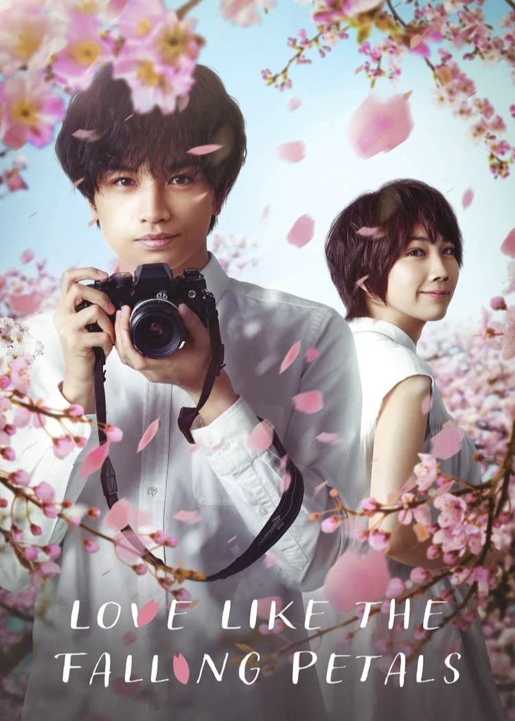Tình yêu như cánh hoa rơi | Love Like the Falling Petals (2022) Tình yêu như cánh hoa rơi | Love Like the Falling Petals (2022)
